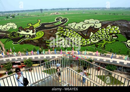 Un 3D di riso paddy pittura chiamato 'Soaring Dragon nel campo " è sul display in risaie in Shenyang City, a nord-est della Cina di provincia di Liaoning, 24 Foto Stock