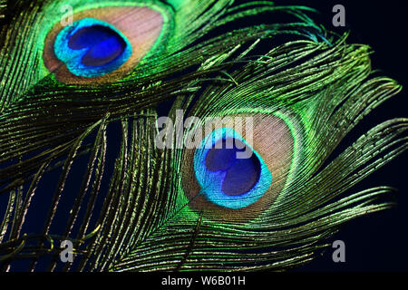 Peacock giù su sfondo nero Foto Stock
