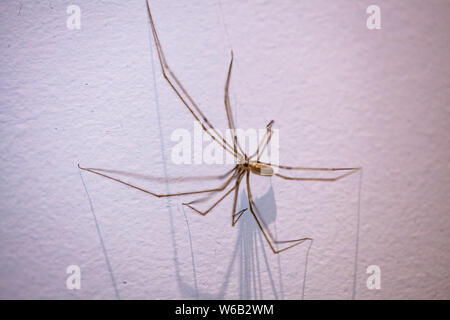 Daddy Long Legs ragno sul muro bianco con ombre lunghe e poco profonde focus Foto Stock