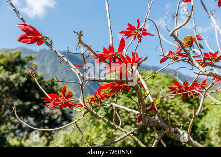 Blooming red Poinsettia tree, cielo blu sullo sfondo. Bali, Indonesia. Foto Stock