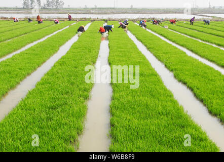 Gli agricoltori cinesi weed pianticelle di riso per essere piantato in altri campi nella periferia della città di Lianyungang, est cinese della provincia di Jiangsu, 28 maggio 2018. Foto Stock