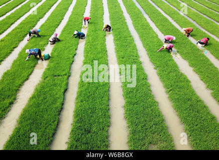 Gli agricoltori cinesi weed pianticelle di riso per essere piantato in altri campi nella periferia della città di Lianyungang, est cinese della provincia di Jiangsu, 28 maggio 2018. Foto Stock