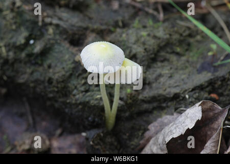 Bolbitius titubans, noto anche come Bolbitius vitellinus, comunemente chiamato Fieldcap giallo o tuorlo d'uovo Fieldcap, crescendo su sterco di vacca in Finlandia Foto Stock