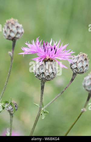 Centaurea scabiosa, noto come il fiordaliso maggiore, crescente selvatici in Finlandia Foto Stock