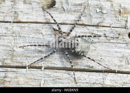 Acantholycosa lignaria, un lupo spider che porta uovo sac Foto Stock