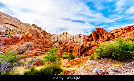 La colorata di rosso, giallo e bianco arenaria formazioni rocciose lungo la cupola bianco Trail nel il Parco della Valle di Fire State in Nevada, STATI UNITI D'AMERICA Foto Stock