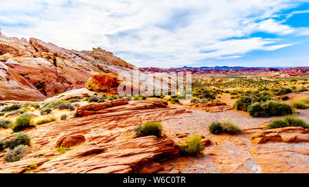 La colorata di rosso, giallo e bianco arenaria formazioni rocciose lungo la cupola bianco Trail nel il Parco della Valle di Fire State in Nevada, STATI UNITI D'AMERICA Foto Stock