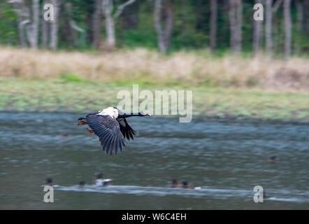 Una Gazza oca in volo (Anseranas semipalmata), Hasties palude, altopiano di Atherton, Queensland, QLD, Australia Foto Stock