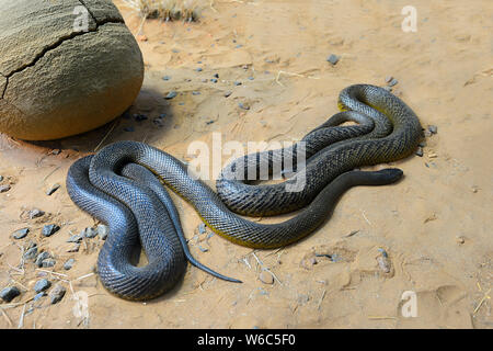 Inland Taipan o feroce Snake (Oxyuranus microlepidotus) è nativo di Australia. Foto Stock