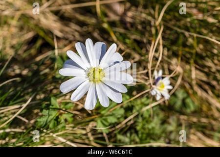 Fiore bianco di un anemone dei Balcani (Anemone blanda) in piena fioritura Foto Stock