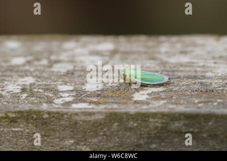 Un grazioso piccolo verde foglia-tramoggia, Cicadella viridis, appollaiate su una staccionata in legno su un prato. Foto Stock
