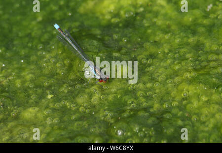 Un incredibile maschio rosso-eyed Damselfly, Erythromma najas, appollaiate su una coperta alghe galleggianti sulla superficie di un lago. Foto Stock