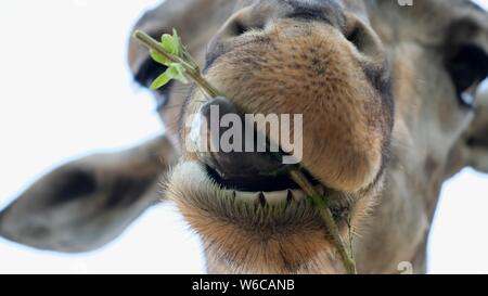 Giraffa. La realizzazione di una divertente faccia come egli mastica. Il concetto degli animali negli zoo. Foto Stock