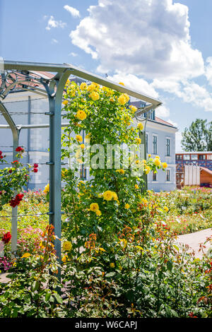 Giallo e rose rosse salendo lungo la base di arbor in giardino Foto Stock