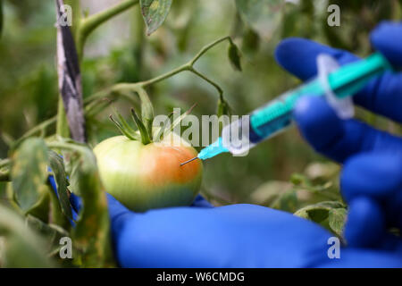 Tecnologo femmina mani in guanti blu Foto Stock