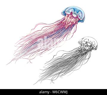 Mano bozzetto di meduse nel colore, isolati su sfondo bianco. Disegno dettagliato in stile vintage. Illustrazione Vettoriale Illustrazione Vettoriale