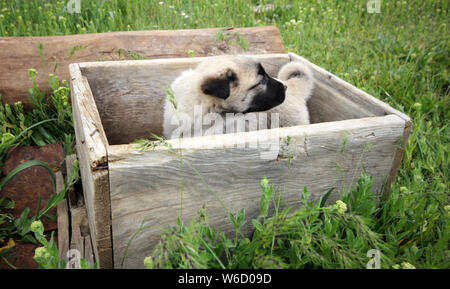 Cucciolo sveglio Foto Stock