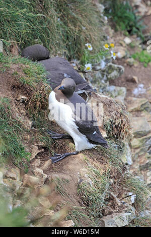 Guilliemot su scogliere, Bempton RSPB riserva Foto Stock