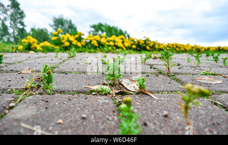 Prospettiva con bassa profondità di campo del vecchio cobblestone pavement nel parco della città. Erba selvatica e moss crescere tra i piccoli quadrati di piastrelle in ciottoli di o Foto Stock