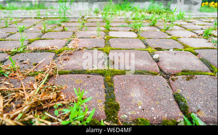 Prospettiva con bassa profondità di campo del vecchio cobblestone pavement nel parco della città. Erba selvatica e moss crescere tra i piccoli quadrati di piastrelle in ciottoli di o Foto Stock