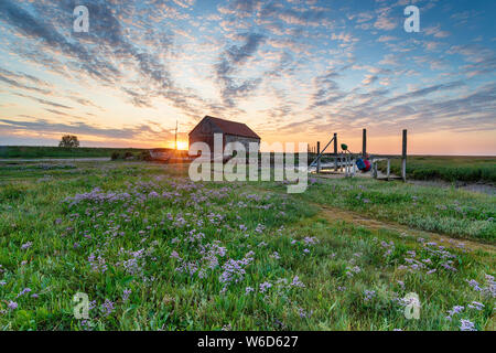 Mare di lavanda in fiore a Porto Vecchio di Thornham sulla costa di Norfolk Foto Stock