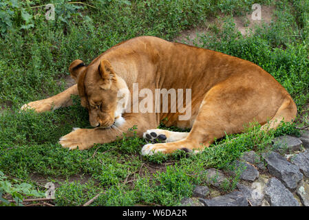 Bellissima leonessa, sullo sfondo di verdi alberi nel giardino zoologico. Foto Stock