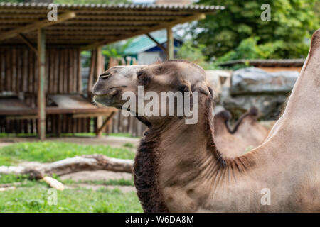 Cammello vicino fino a zoo. soleggiata giornata estiva. Foto Stock