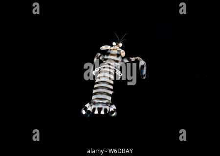 Mare Squiilla cicala piccole aragoste sulla superficie del mare di notte Foto Stock