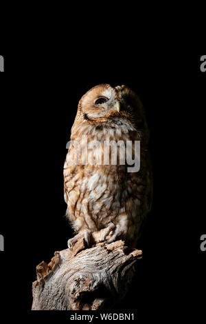 Bel ritratto di Allocco Strix aluco isolato su nero in studio di impostazione con illuminazione drammatica Foto Stock