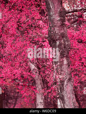 Surreale colore alternativo vibrante bosco foresta Autumn Fall paesaggio Foto Stock