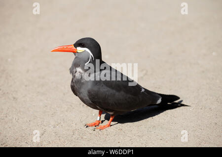 Un inca tern in piedi nel sole forte. L'Inca Terna è un grande tern, circa 40 cm, 16, lungo. Foto Stock