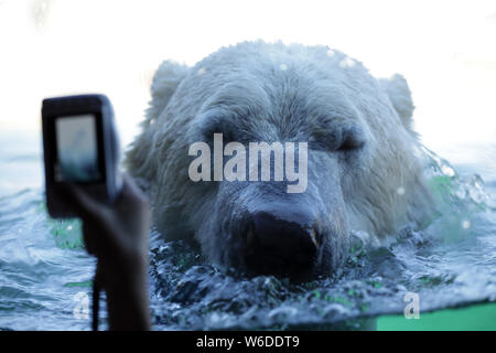 Un orso polare in cattività: non favoriscono o ostacolano la conservazione? Non fantastica Instagram post con close up imaging contribuiscono alla nostra comprensione th Foto Stock
