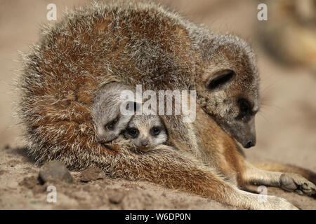 Due baby meerkats denominato 'peek' e 'Boo' cominciano a lasciare la loro den ed esplorare il loro recinto a Blair Drummond Safari Park vicino a Stirling. Foto Stock