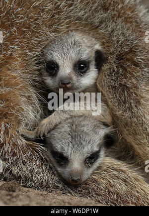 Due baby meerkats denominato 'peek' e 'Boo' cominciano a lasciare la loro den ed esplorare il loro recinto a Blair Drummond Safari Park vicino a Stirling. Foto Stock