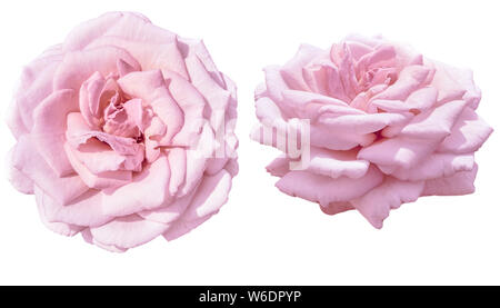 Bella rosa pallido rosa isolato su sfondo bianco in due proection - vista dall'alto e laterale. Motivo floreale per designof biglietto di auguri, pubblicità, fe Foto Stock