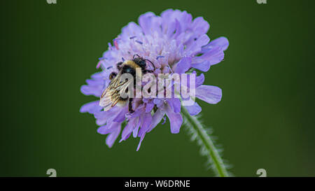 Close up Marco foto, grande Ape su puple ricoperto di fiori selvaggi di polline Foto Stock