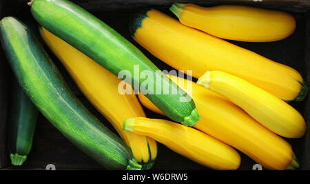 La raccolta di zucchine. Fresh squash giacente nella casella n. Zucca fresca prelevata dal giardino. Alimenti biologici concetto . Foto Stock