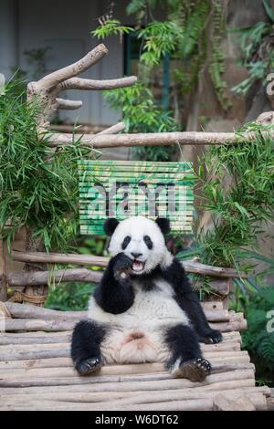 Kuala Lumpur, Malesia. 1 agosto, 2019. Panda gigante cub Yi Yi mangia il cibo vicino al bambù scivola con il suo nome presso il panda gigante al centro di conservazione del Malaysian National Zoo vicino a Kuala Lumpur, Malesia, e il Agosto 1, 2019. La seconda panda gigante nato in Malesia è stato chiamato Yi Yi, senso dell'amicizia, giovedì, segnando la stretta amicizia tra la Malaysia e la Cina. Credito: Zhu Wei/Xinhua/Alamy Live News Foto Stock