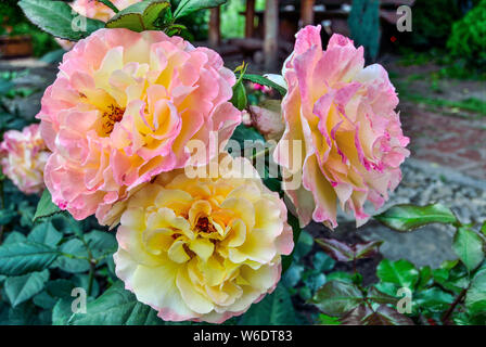 Tre Rose delicato in giardino con rosa di petali di colore giallo su sfondo sfocato. Bel bouquet di dolci rose fiori vicino. Floral biglietto di auguri Foto Stock