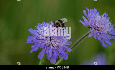 Close up Marco foto, grande Ape su puple ricoperto di fiori selvaggi di polline Foto Stock