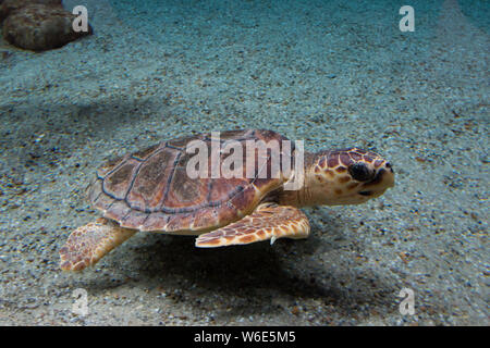 Tartaruga Caretta caretta), noto anche come le tartarughe. La vita selvatica animale. Concetto di natura Foto Stock