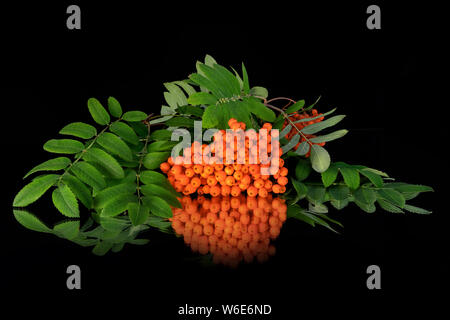 Rowan ramoscello con bacche e foglie isolati su sfondo nero con la riflessione Foto Stock