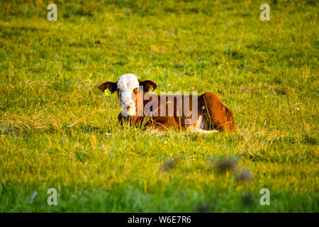 Un vitello di Hereford sdraiato in un campo. Foto Stock