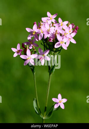 Tausendgueldenkraut, Centaurium erythraea, Foto Stock