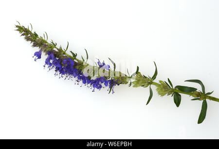 Ysop, Hyssopus officinalis, Kraeuter, Heilpflanze Foto Stock