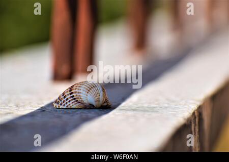 Portare le cozze a casa da un grande oceano Foto Stock