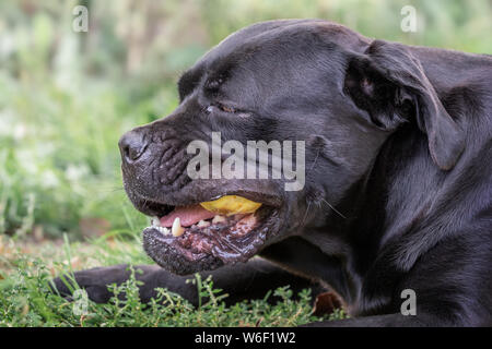 Cane corso cane posa sull'erba verde e mangia la mela gialla Foto Stock