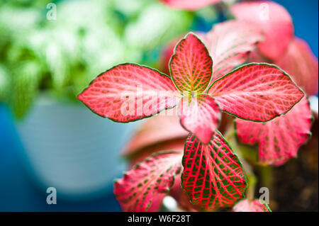 Fittonia albivenis pianta in un vaso vista superiore Foto Stock