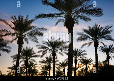 Sunset silhouettes questo boschetto di palme all'ingresso a Sun City Grand a sorpresa, Arizona. Foto Stock