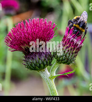 Bumblebee raccogliere il polline di piante da giardino Foto Stock